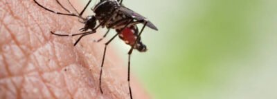 Aedes aegypti Mosquito. Close up a Mosquito sucking human blood.Aedes aegypti Mosquito. Close up a Mosquito sucking human blood,Mosquito Vector-borne diseases,Chikungunya.Dengue fever.Rift Valley fever.Yellow fever.Zika.Mosquito on skin